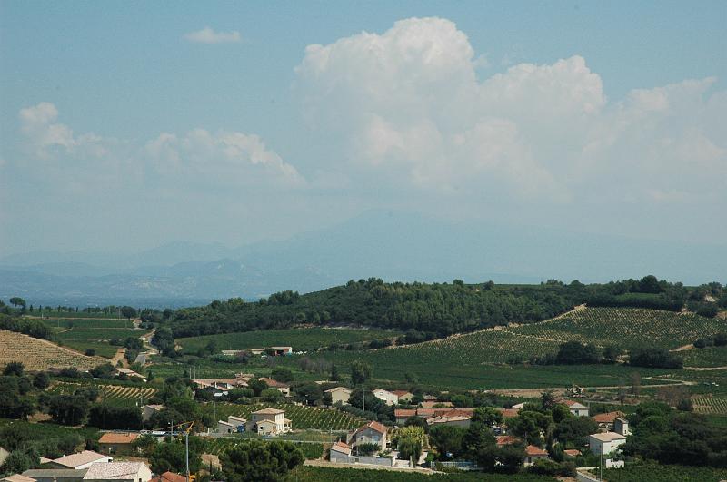 Vineyards and distant mountains.JPG